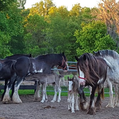 a group of people riding on the back of a horse