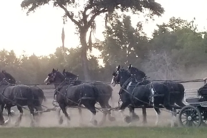 a group of people riding on the back of a horse drawn carriage