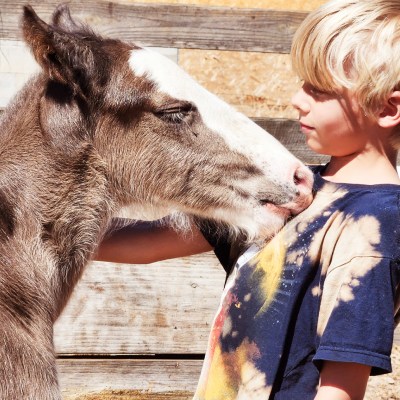 a person petting a cow that is looking at the camera