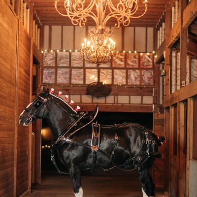 a dog that is standing in front of a building