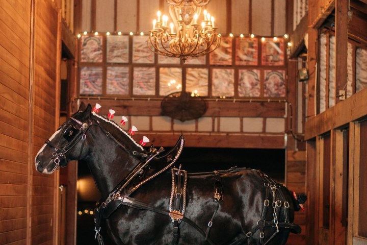 a dog that is standing in front of a building