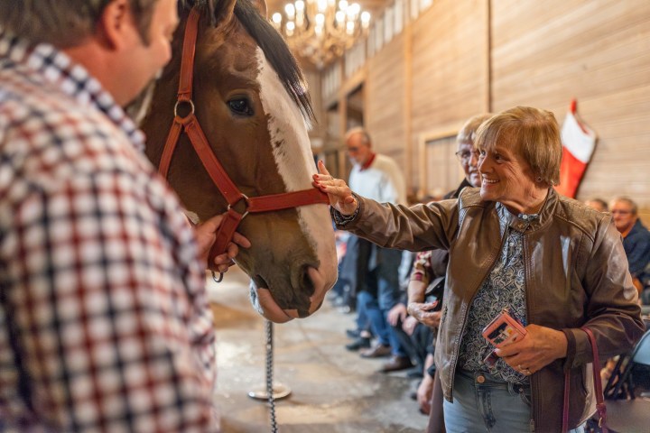 a person petting a horse
