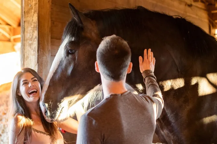 a close up of a horse