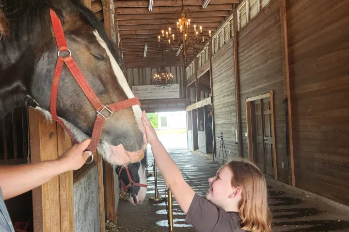 a person petting a horse