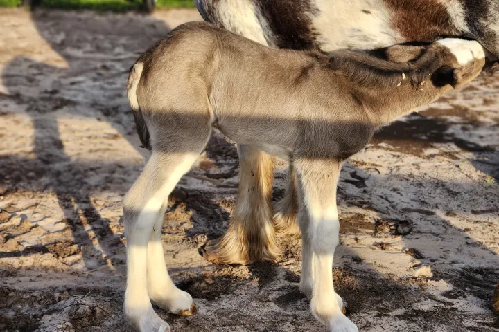 a close up of an animal