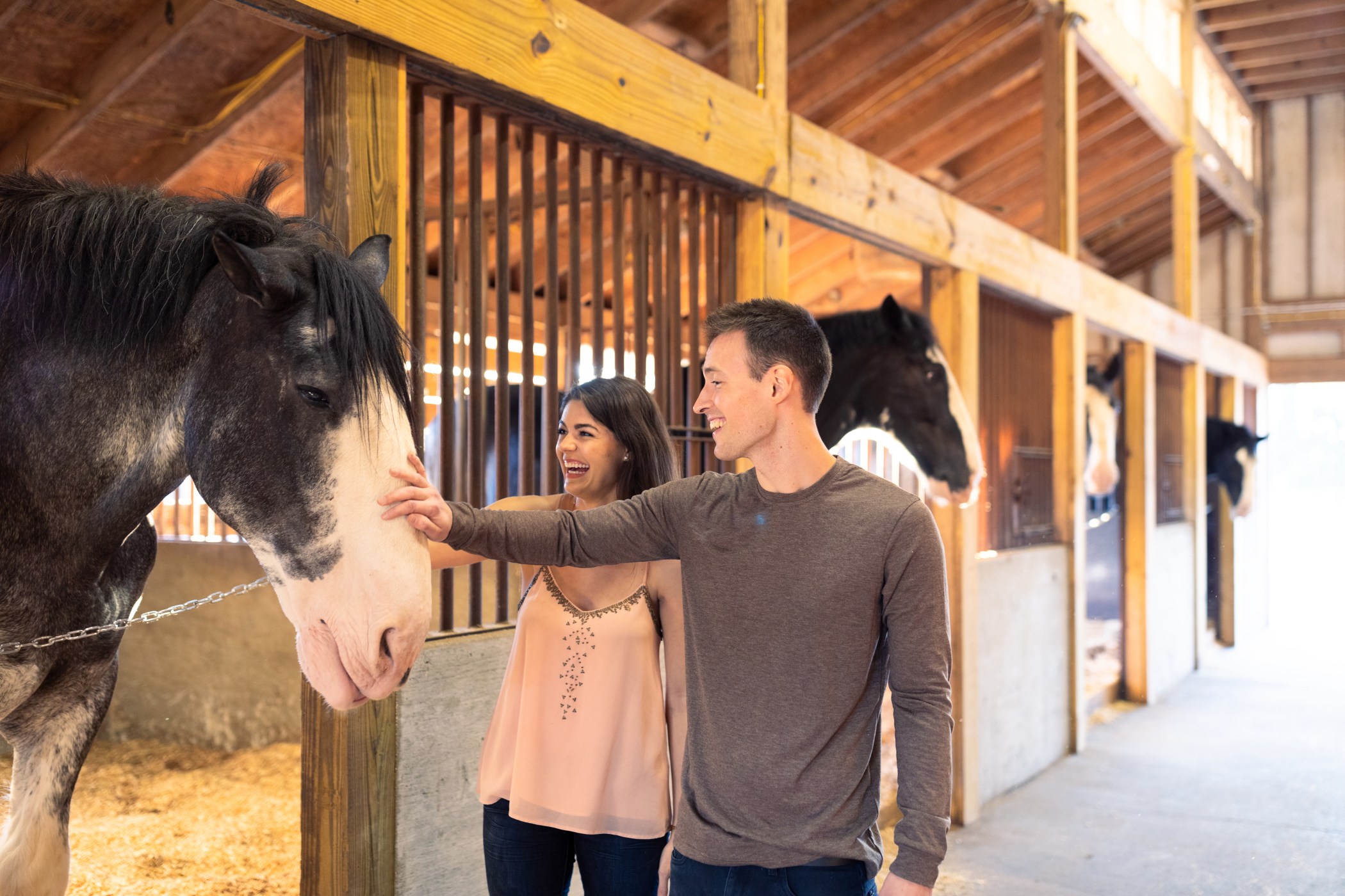 Clydesdale Horse Ranch in Dunnellon, FL | Grandview Clydesdale Farm & Tours